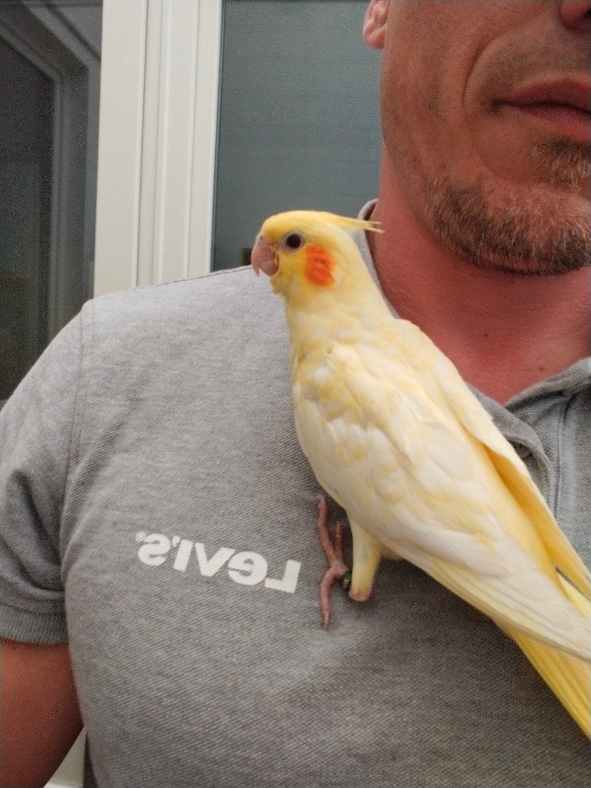 Handtamme Valkparkieten te koop- Met de hand opgekweekt, Dieren en Toebehoren, Tam