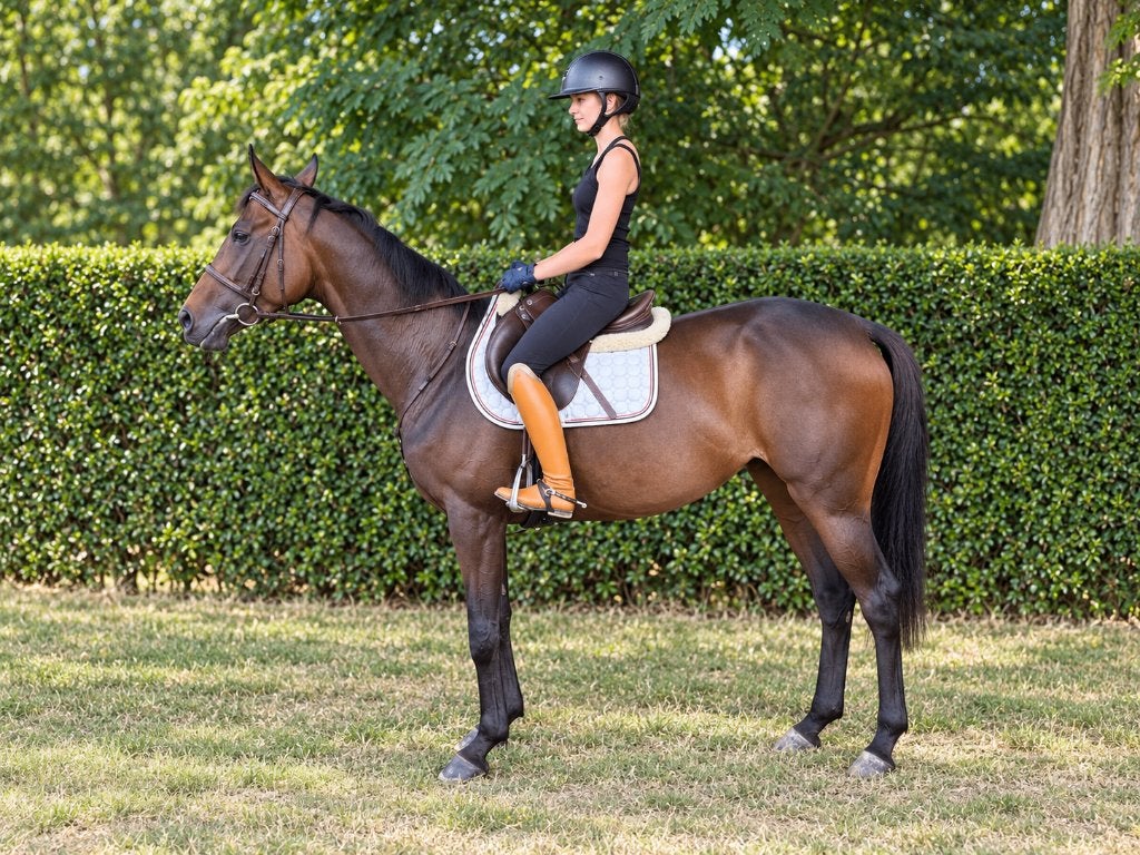 Joli cheval de loisir, B, 160 à 165 cm, Cheval de récréation, 3 à 6 ans