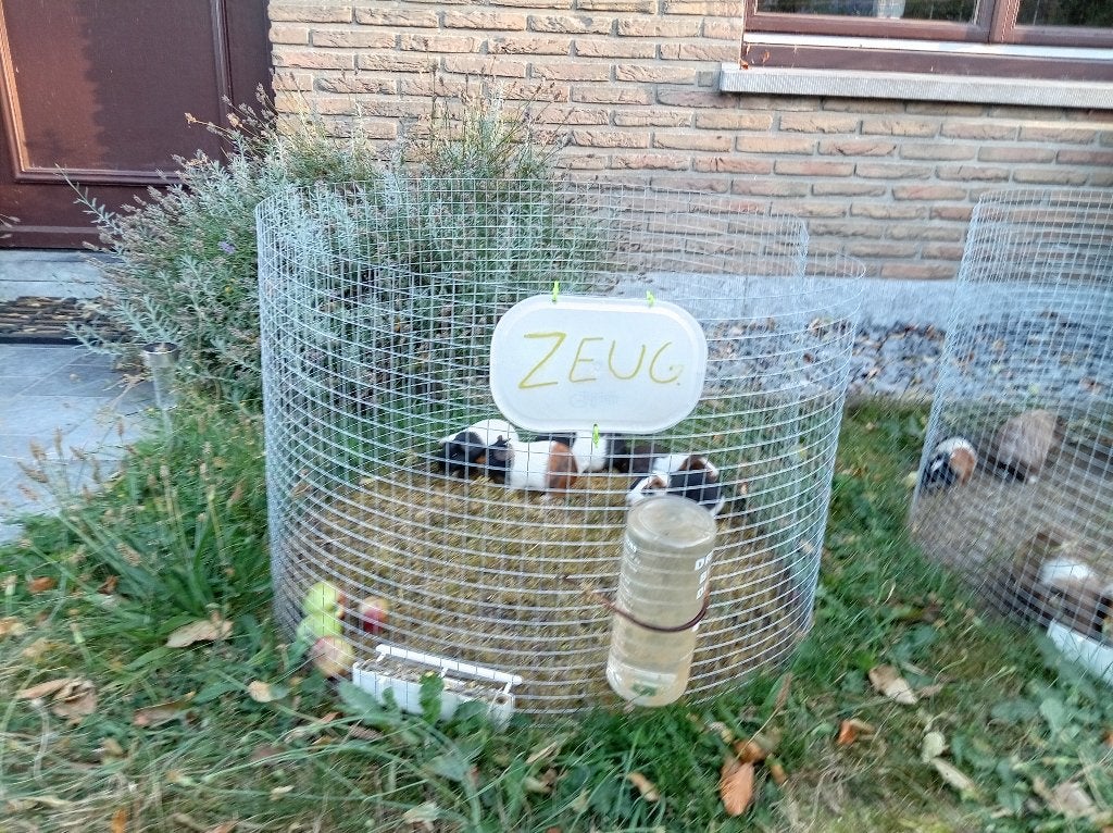 Mooie jonge cavias, Dieren en Toebehoren, Knaagdieren, September, Meerdere dieren, Cavia