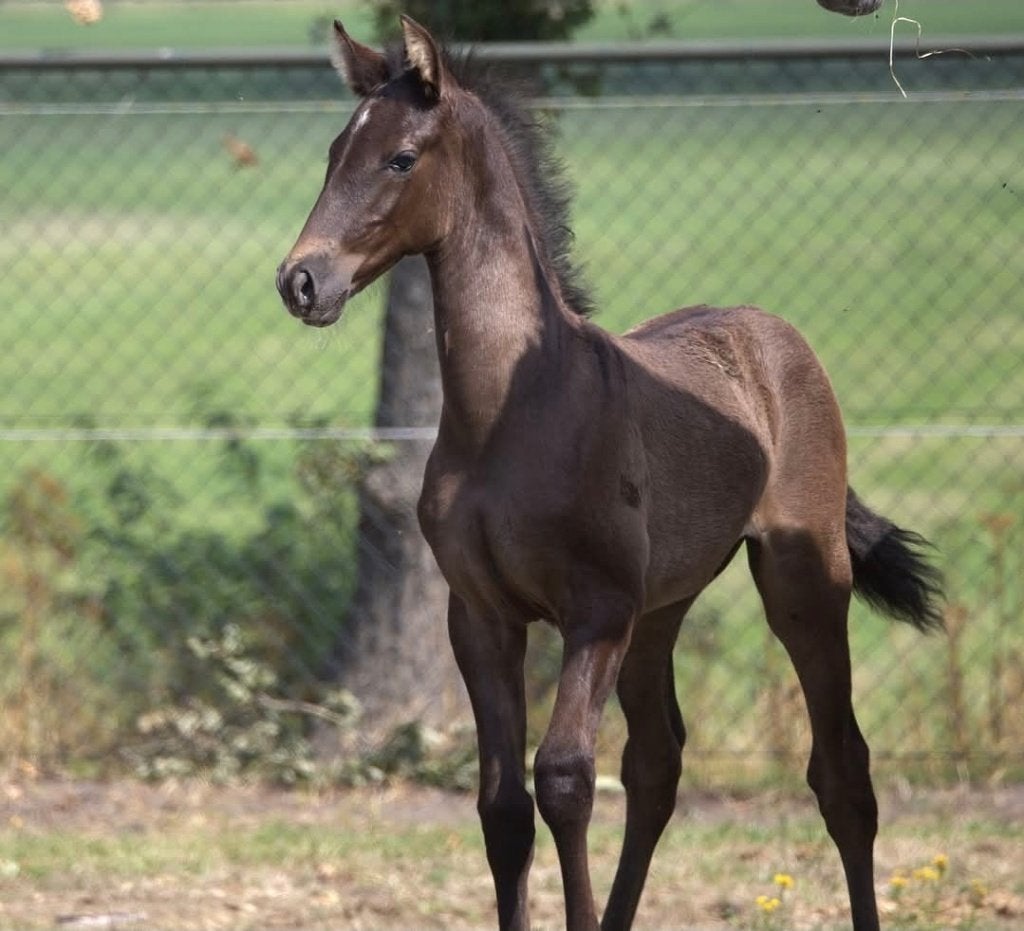 Zeer apart pre andalusier hengst veulen PRE, Dieren en Toebehoren, Met stamboom, Niet van toepassing, Dressuurpaard, 0 tot 2 jaar