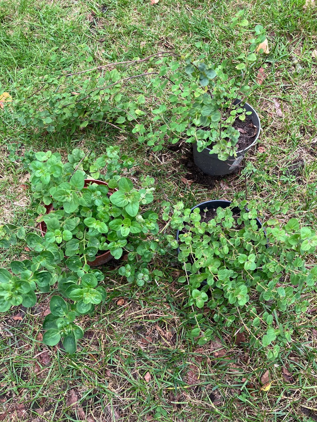 Oregano in pot 20cm hoog, Tuin en Terras, Ophalen, Vaste plant, Kruiden
