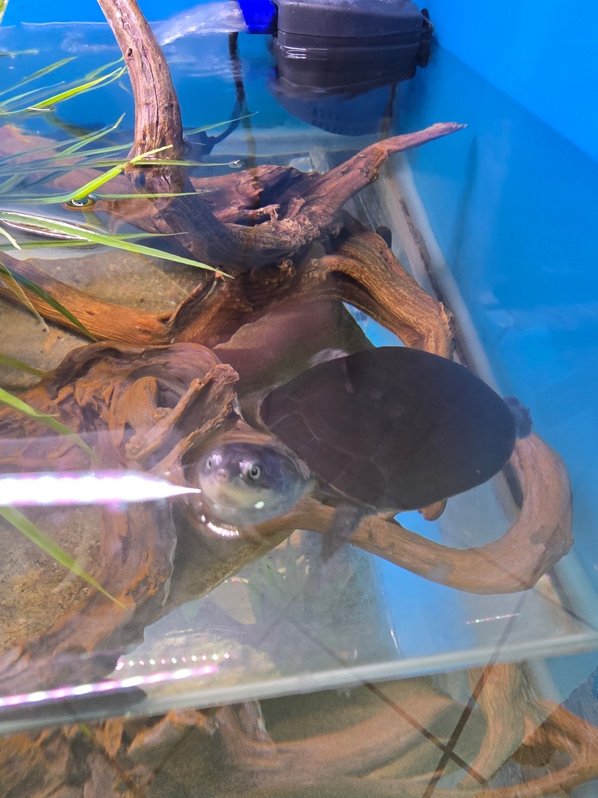 Prachtige Afrikaanse moerasschildpadden (Pelusios castaneus), Dieren en Toebehoren, Amfibie