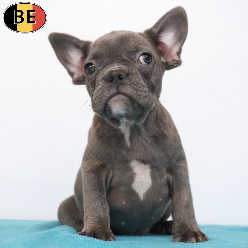 Franse Bulldog reutjes (Blauw) geboren in België, Dieren en Toebehoren, België, 15 weken tot 1 jaar, CDV (hondenziekte), Meerdere