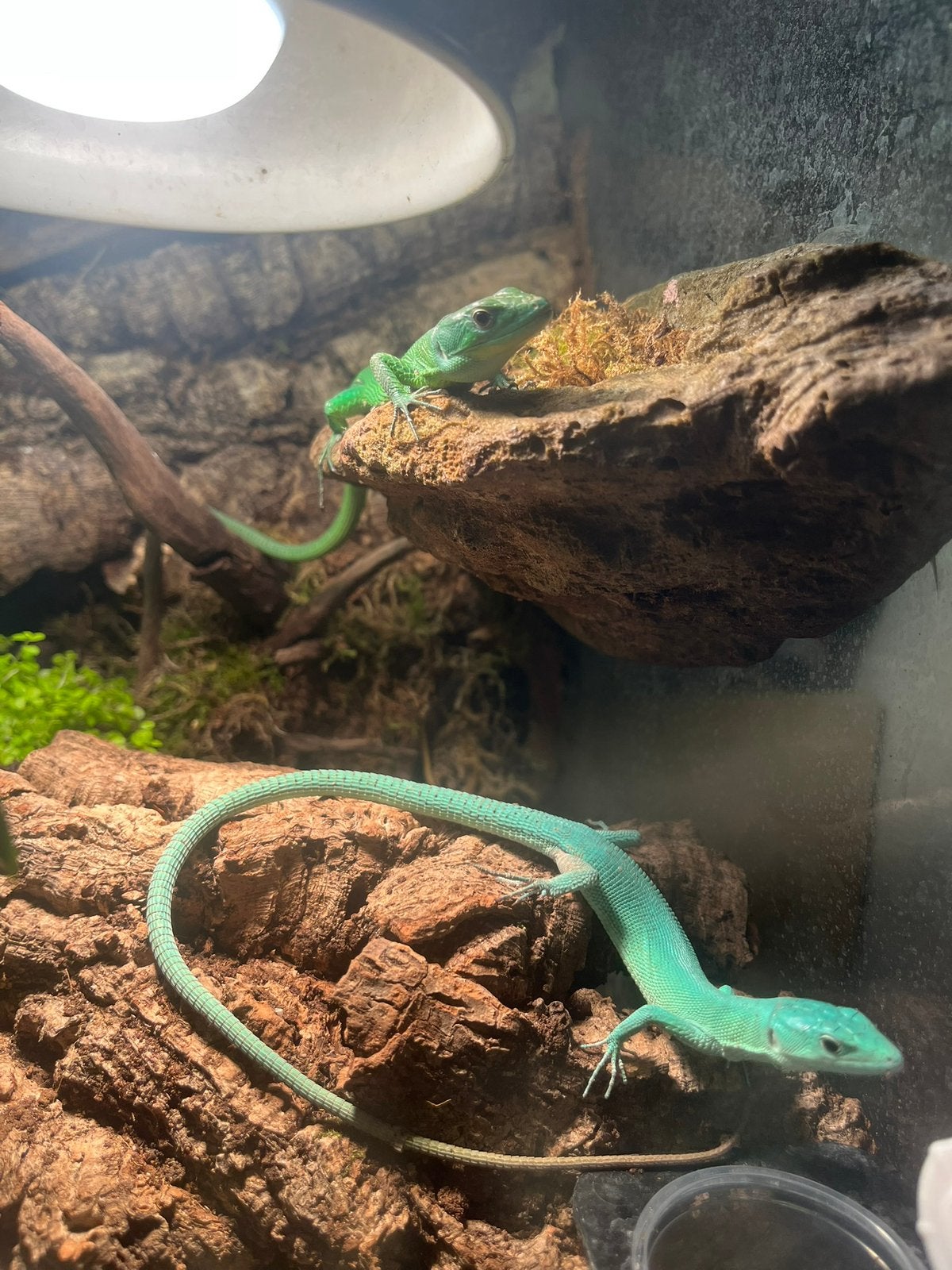 Gastropholis prasinia 1.3, Animaux & Accessoires, Lézard, Avec terrarium, 0 à 2 ans
