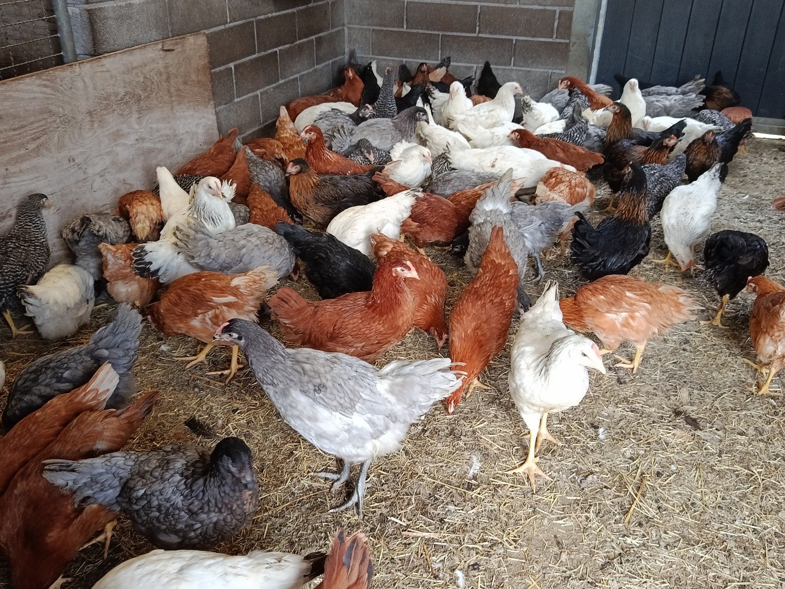 jonge legkippen promo !!!, Dieren en Toebehoren, Kip