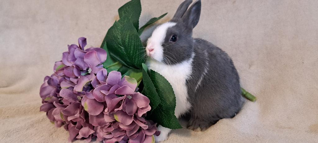 Schattig dwergkonijntje, Vrouwelijk, Dwerg, 0 tot 2 jaar