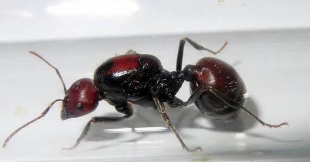 Messor Cephalotes, Mieren