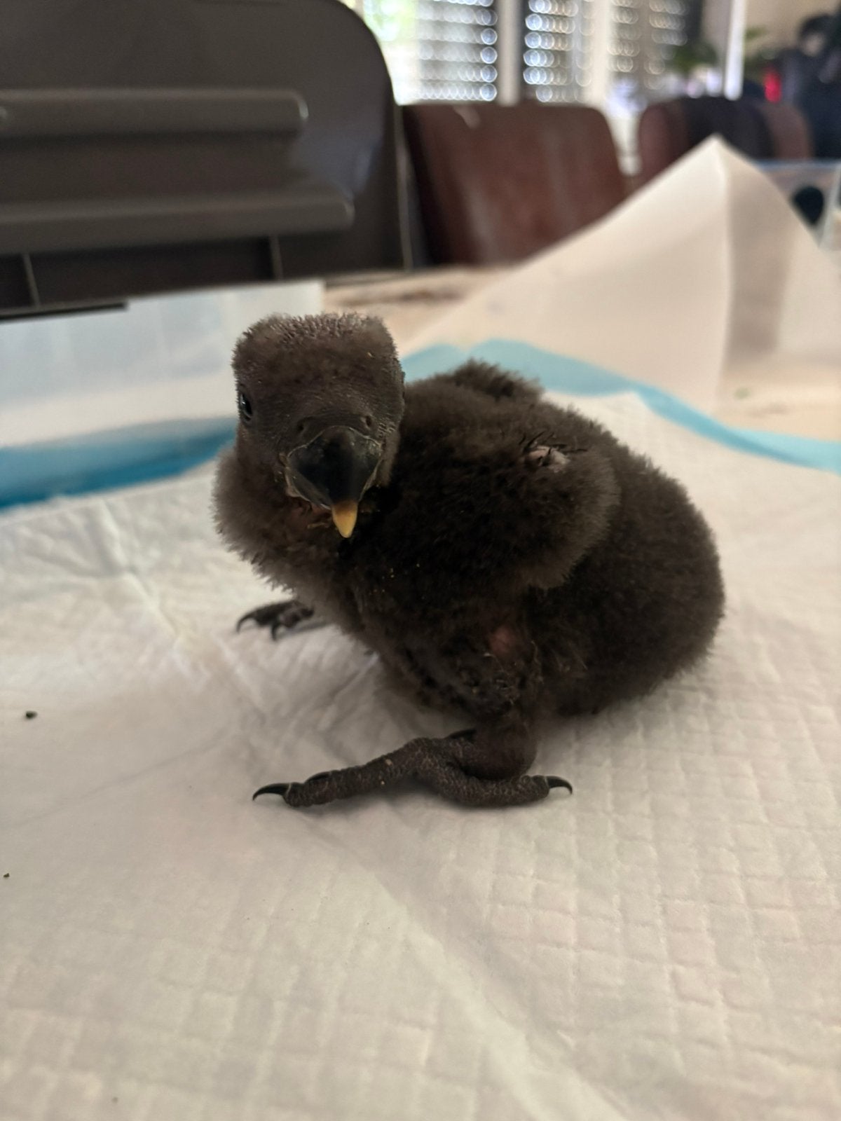 edelpapegaai, Dieren en Toebehoren, Vogels | Parkieten en Papegaaien