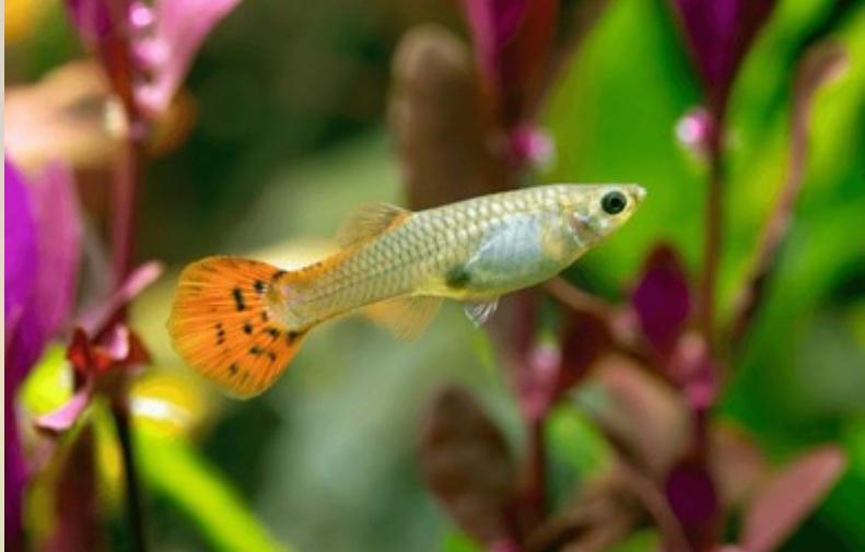 red cobra guppies vrouw, Dieren en Toebehoren, Vissen | Aquariumvissen, Vis, Zoetwatervis, Schoolvis