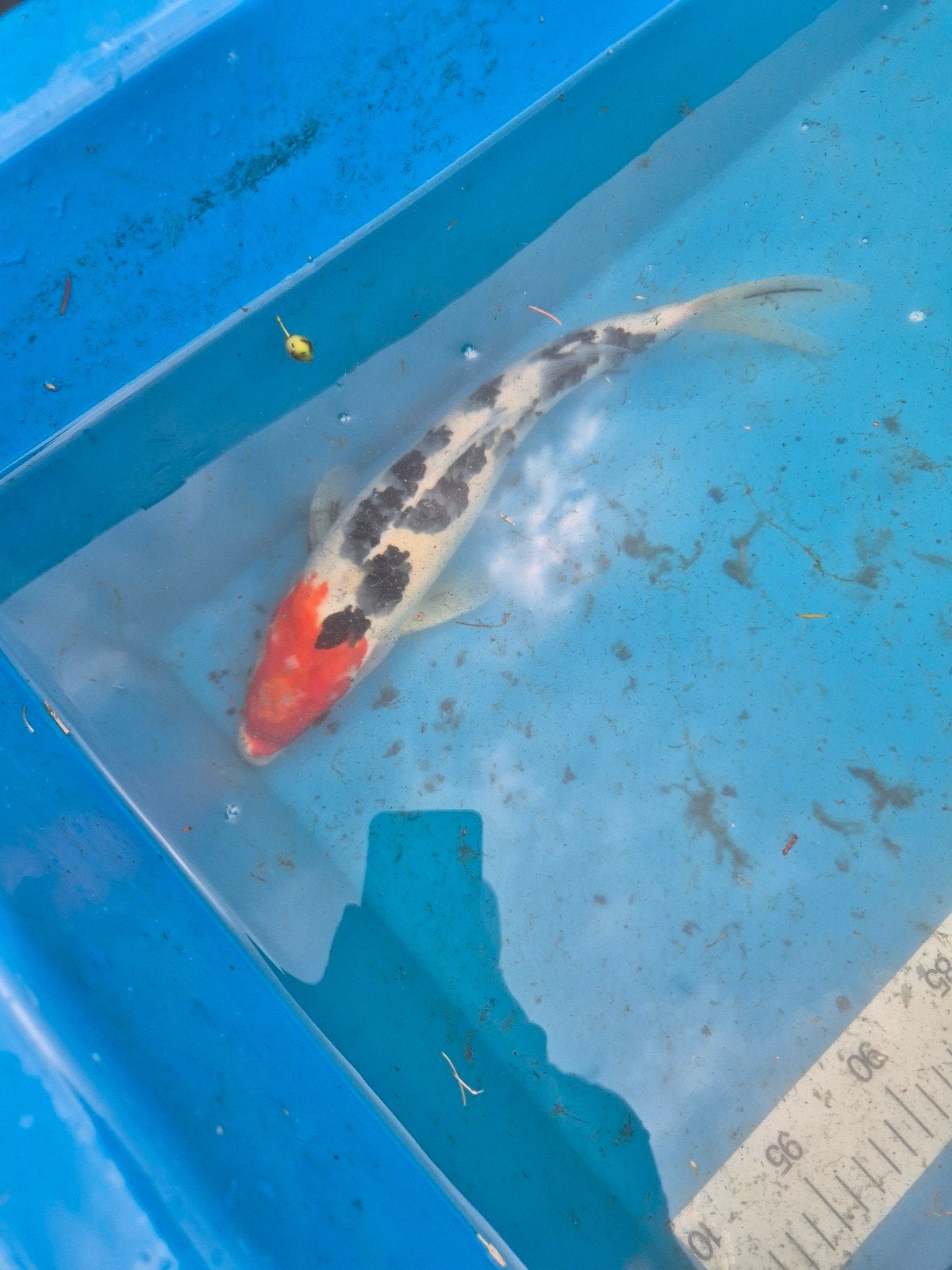2 x Japanse koi, Dieren en Toebehoren