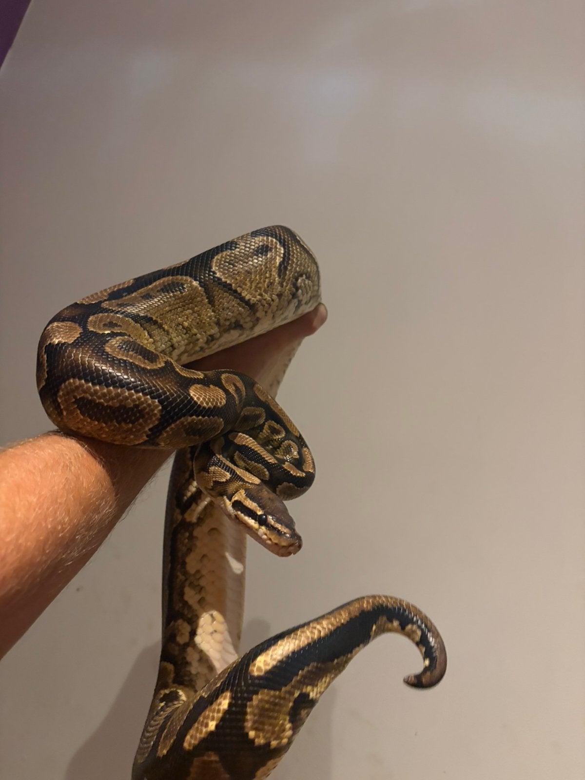Magnifique couple  Asphalt / Fire / HGW plus terra, Animaux & Accessoires, Serpent, Avec terrarium, 0 à 2 ans