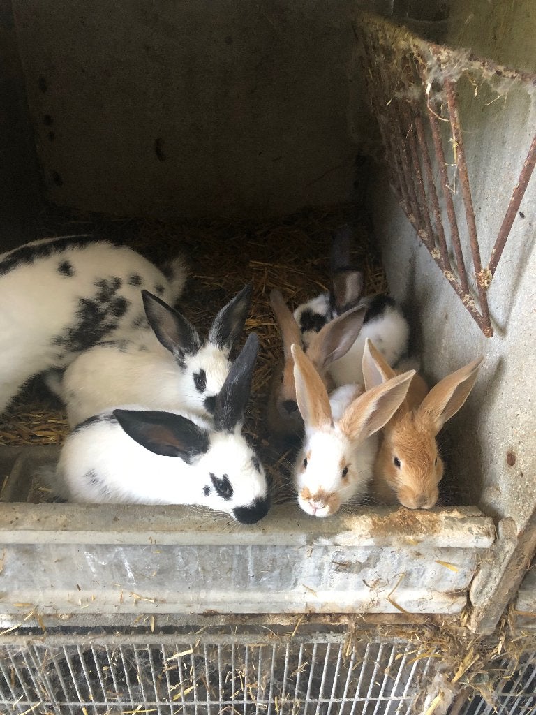 Konijnen, Dieren en Toebehoren, Konijnen, Middelgroot