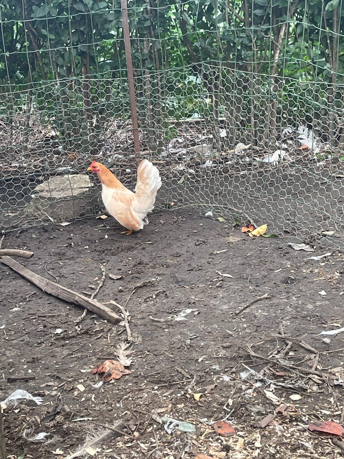 Serama hennetje, Animaux & Accessoires, Femelle, Poule ou poulet