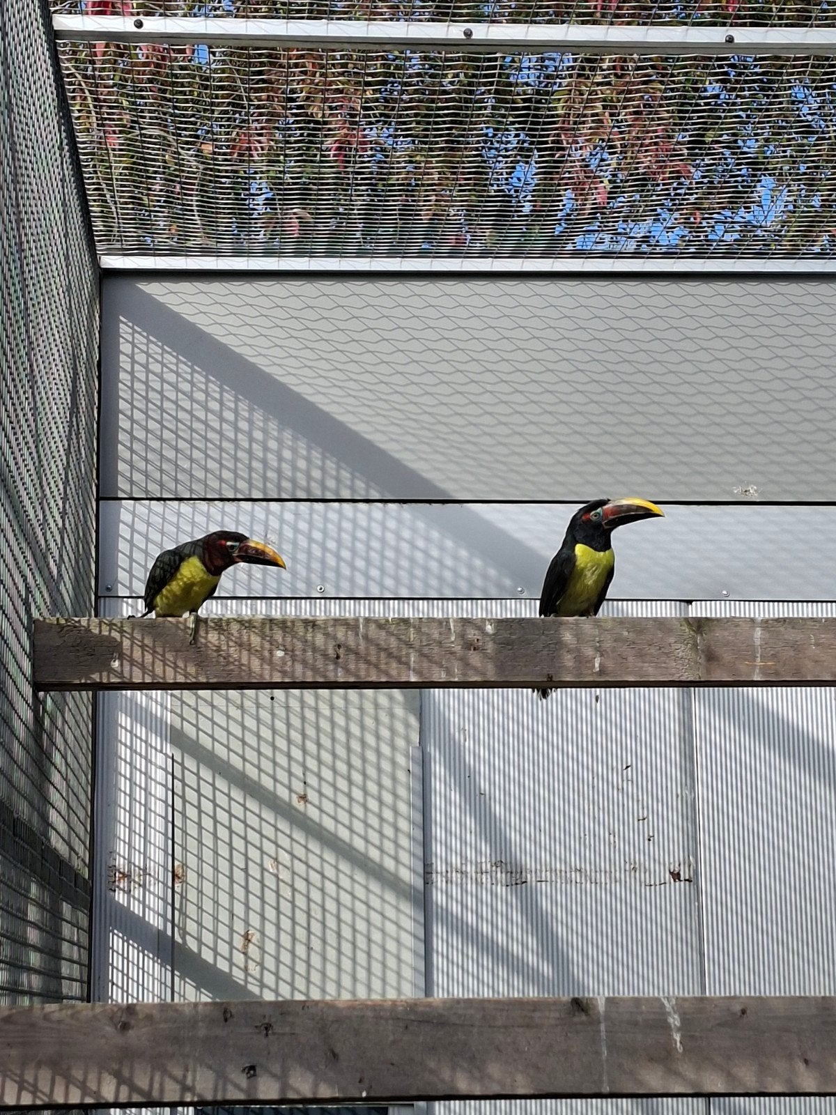 koppel groene arassaries, Dieren en Toebehoren, Meerdere dieren, Tropenvogel, Geringd