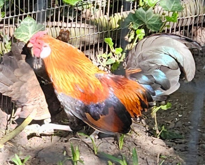 Hollandse kriel haan patrijs gezocht, Mâle