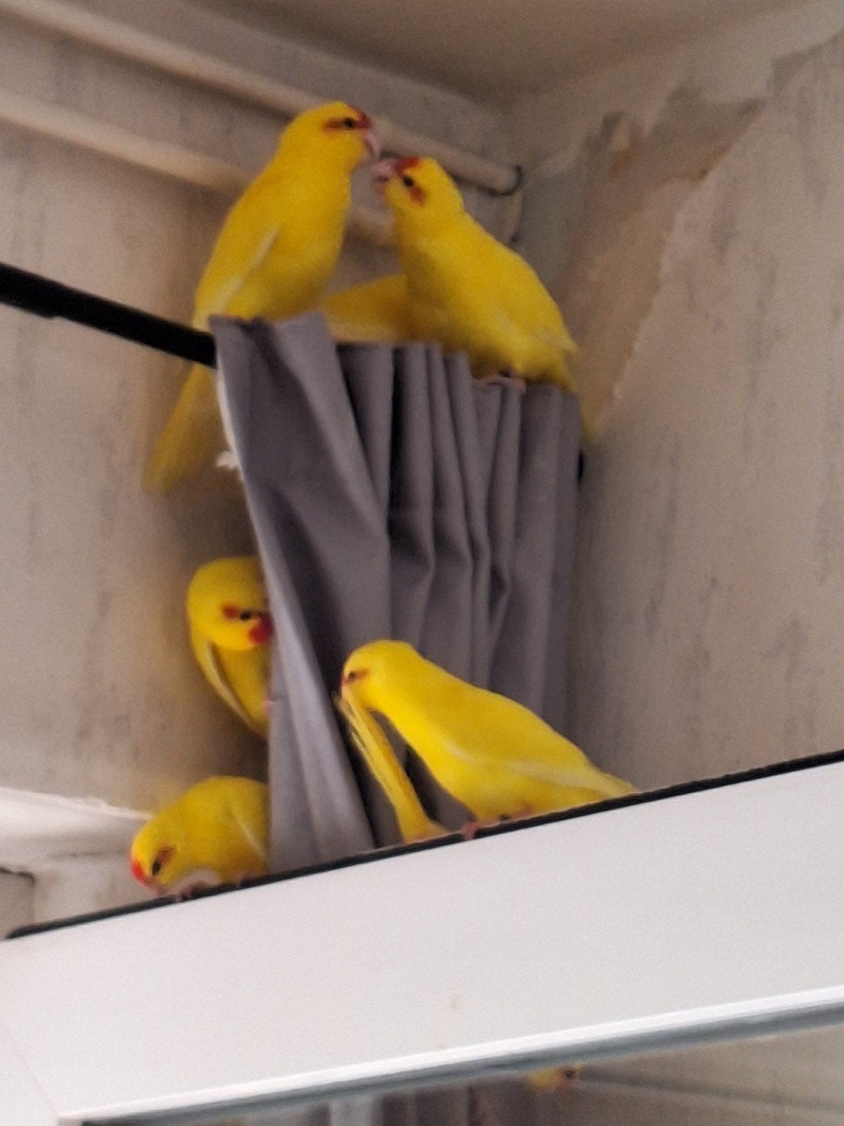 apprivoiser les kakariki, Plusieurs animaux, Perruche, Domestique