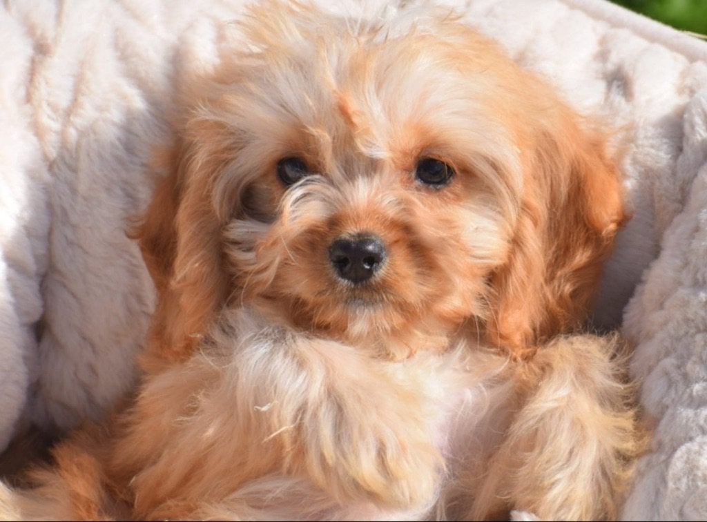 Cavapoo pup, Dieren en Toebehoren, België, 15 weken tot 1 jaar, Meerdere, Meerdere dieren