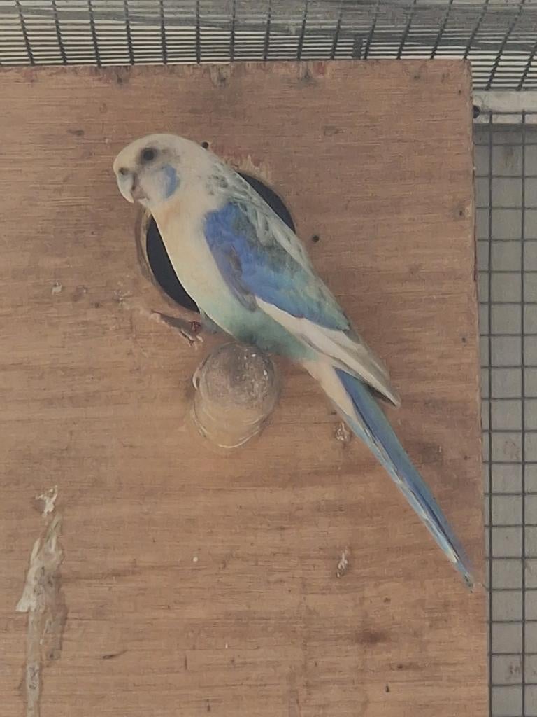 Aile blanche pastel bleue hétéroclite pour homme, Mâle, Perruche, Bagué