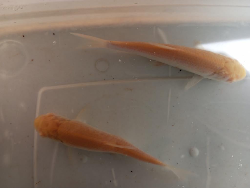 Albino graskarpers 15/20 cm eet algen eendenkroos, Vis