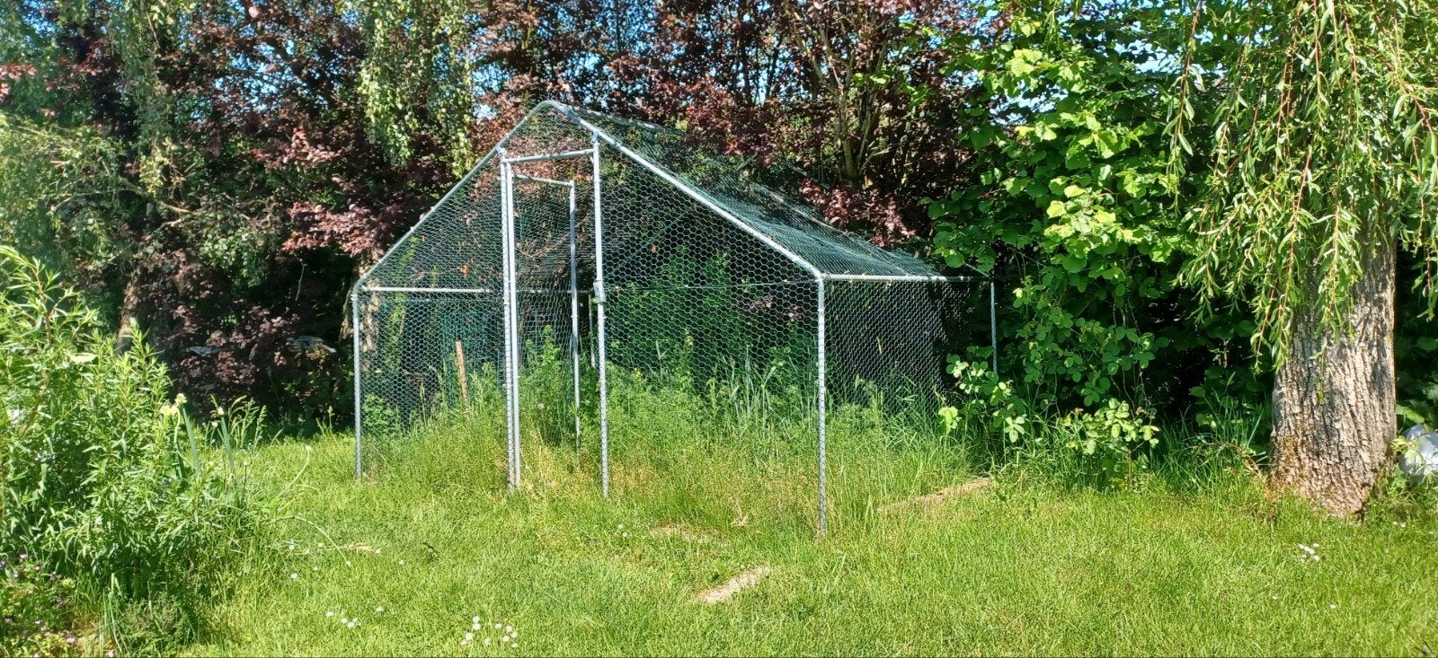 Enclos grillagée pour les poules, Enlèvement