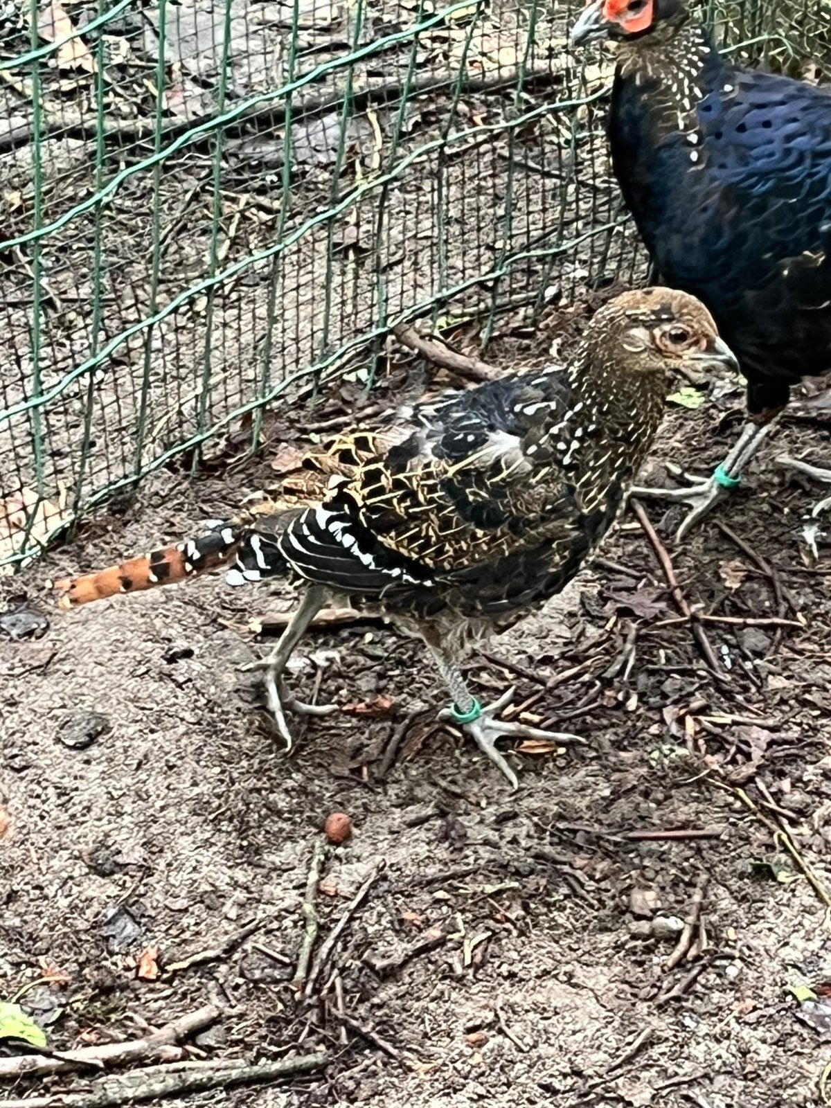 Fazanten, Meerdere dieren, Overige soorten