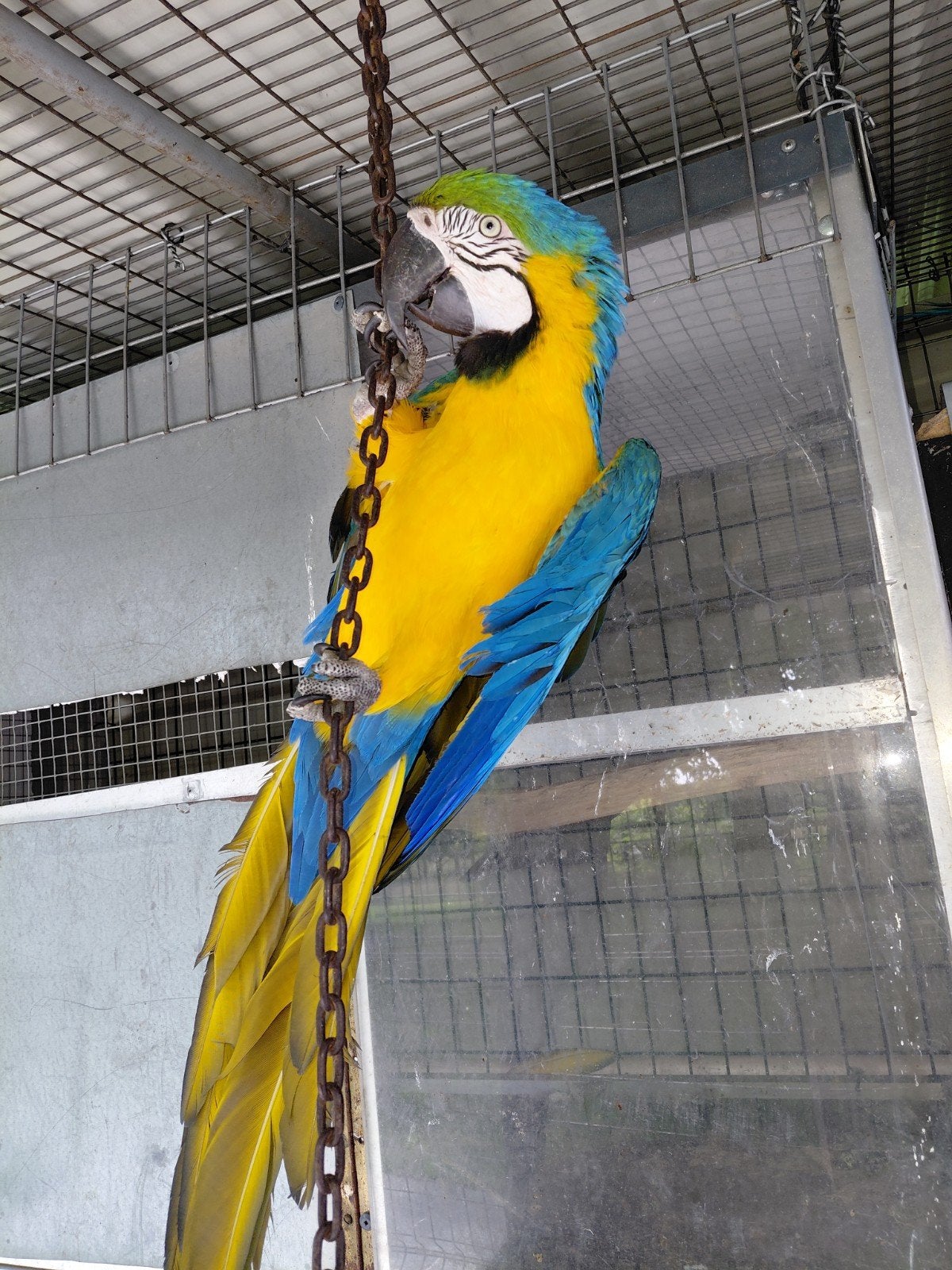Kweekman blauwgele ara, Animaux & Accessoires, Oiseaux | Perruches & Perroquets, Mâle, Perroquet, Bagué
