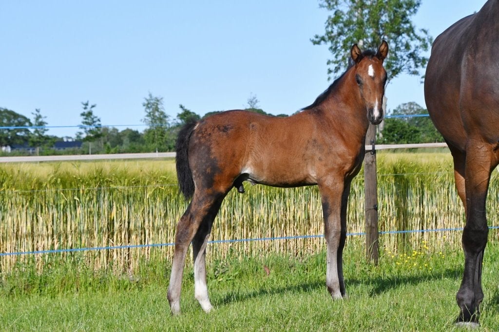 Twee hengstveulens van Tattoo TN  en Telstar TN, Avec pedigree, Moins de 160 cm, Étalon, 0 à 2 ans