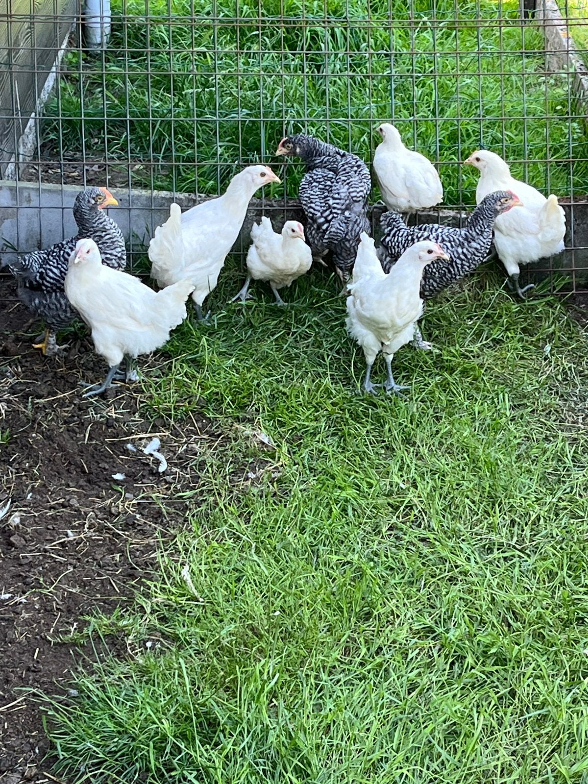 Poule de bresse kippen, Meerdere dieren, Kip