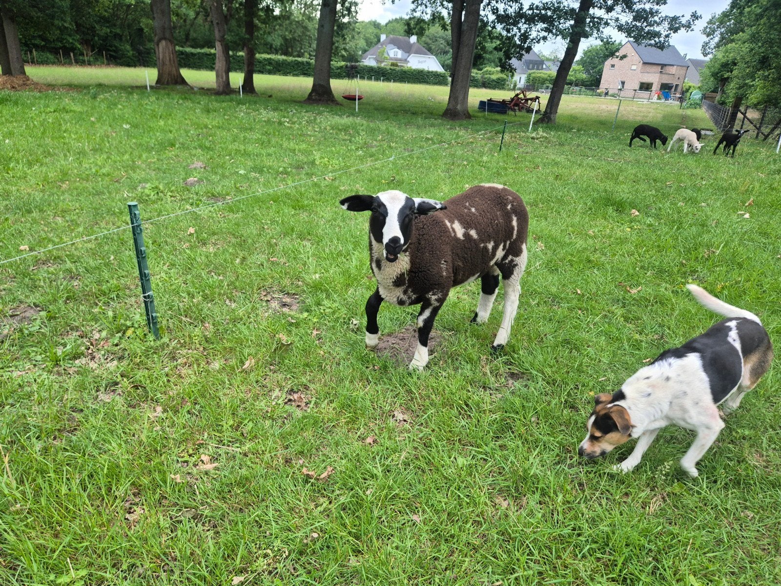 Bok lammeren/ lammetjes