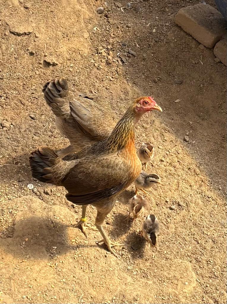 2 poules et 2 poussins chacun, Animaux & Accessoires