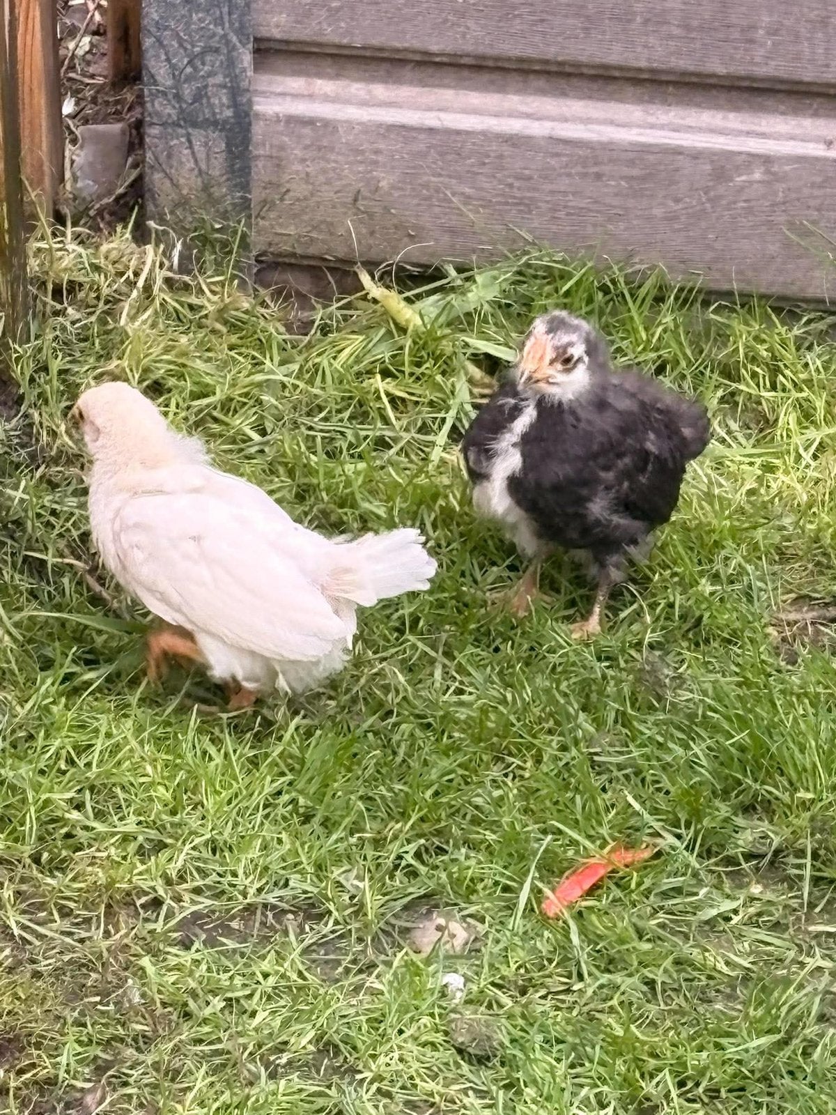 Gratis kuikens, Dieren en Toebehoren