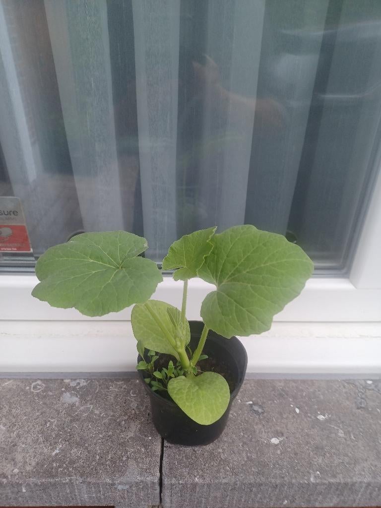 Pompoen  plantjes, Jardin & Terrasse, Plantes | Jardin, Annuelle, Plein soleil, Été, Enlèvement