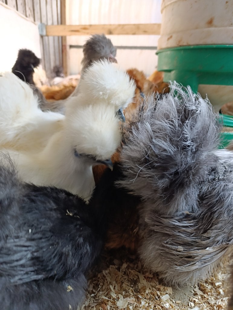 Brahma , zijdehoen , cochin , kleurleggers ...4+1 GRATIS, Vrouwelijk, Kip