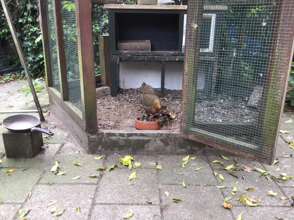 Kloek met kuikens, Dieren en Toebehoren, Pluimvee