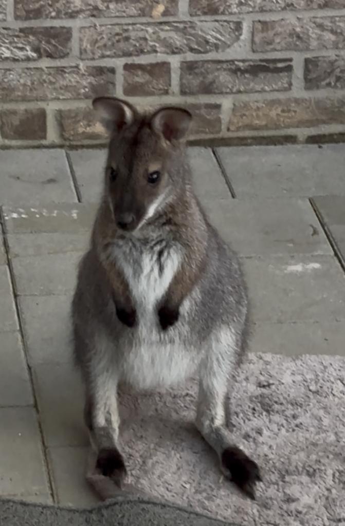 Wallaby  kangoeroe, Juillet, Mâle