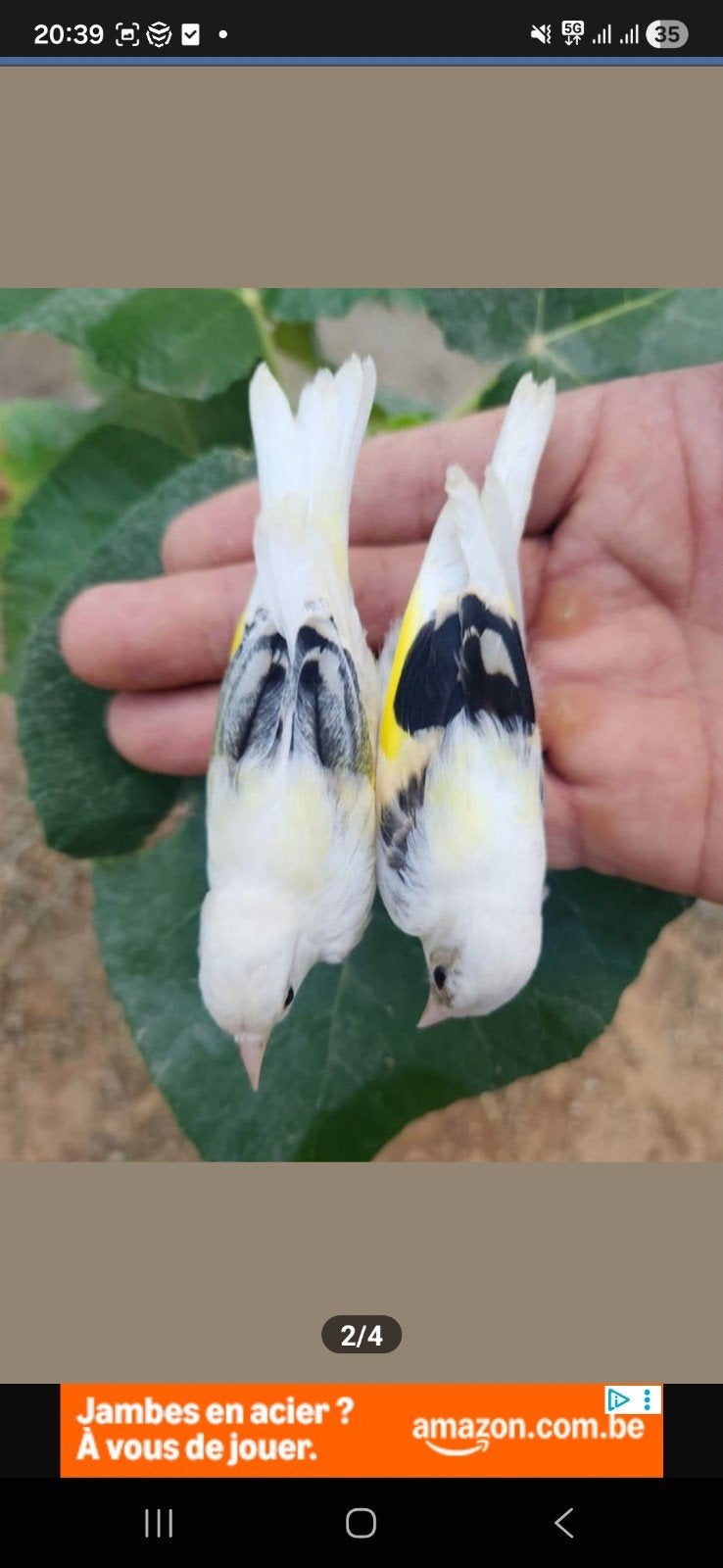 Parva chardonneret noir  300€ panaché 150€, Animaux & Accessoires, Oiseaux | Oiseaux Autre