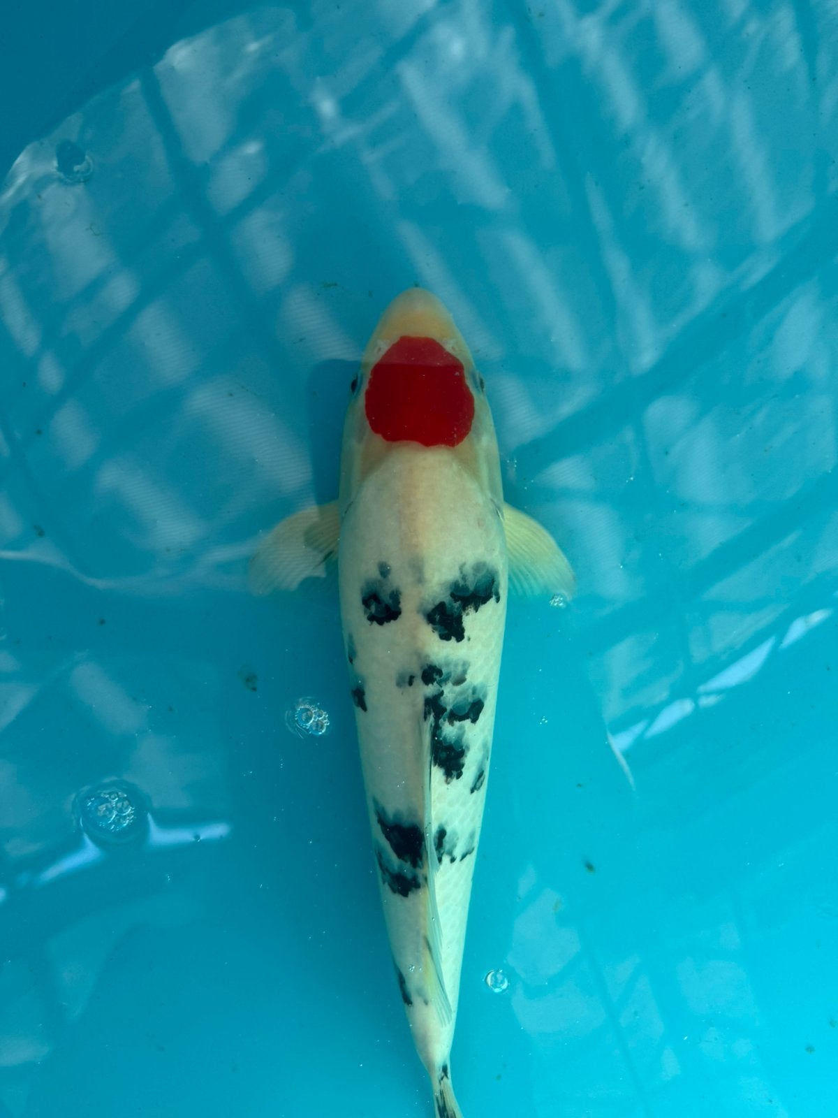 Japanse koi