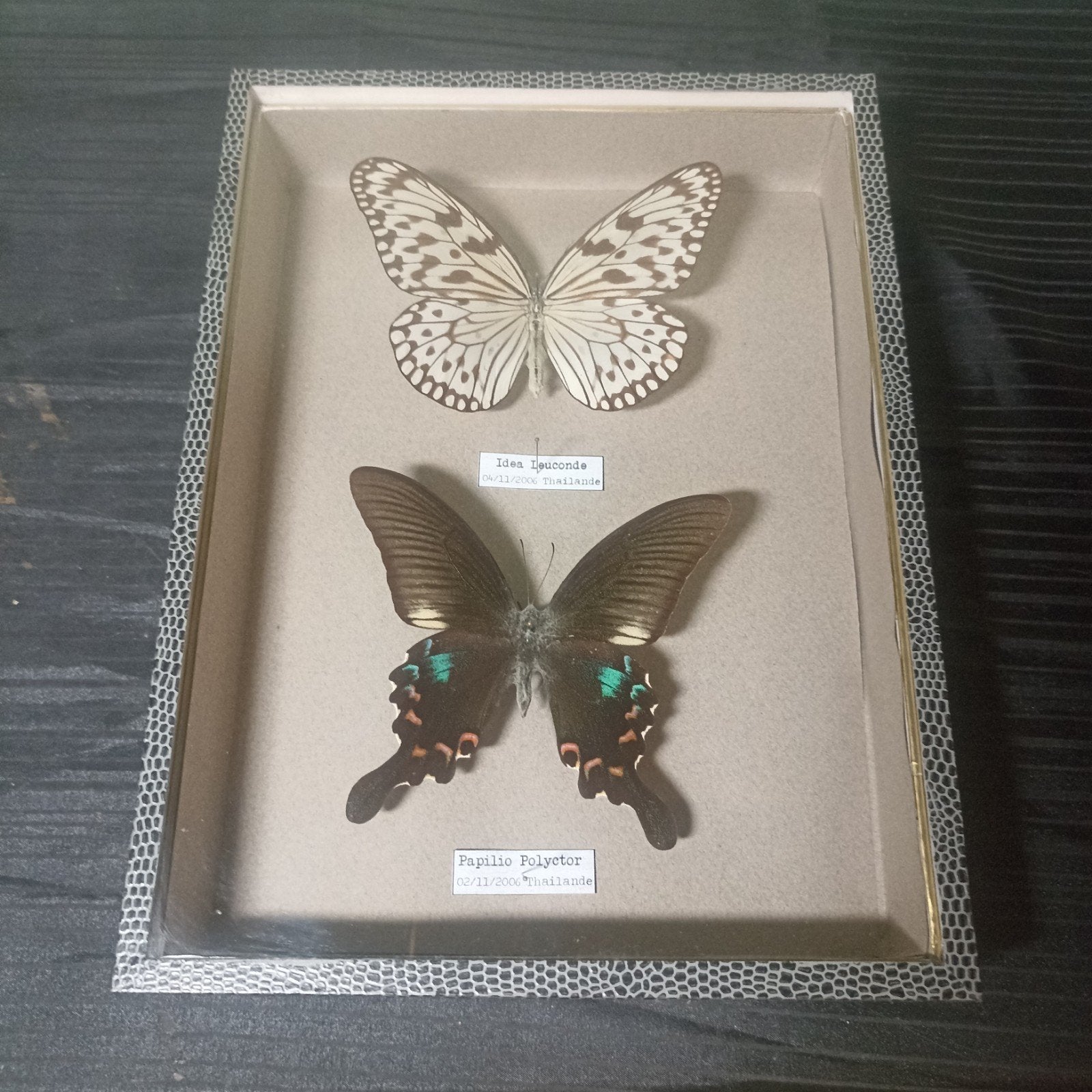 Prachtige Insectenlijst met 2 Echte Vlinders (Topstaat)**, Ophalen of Verzenden