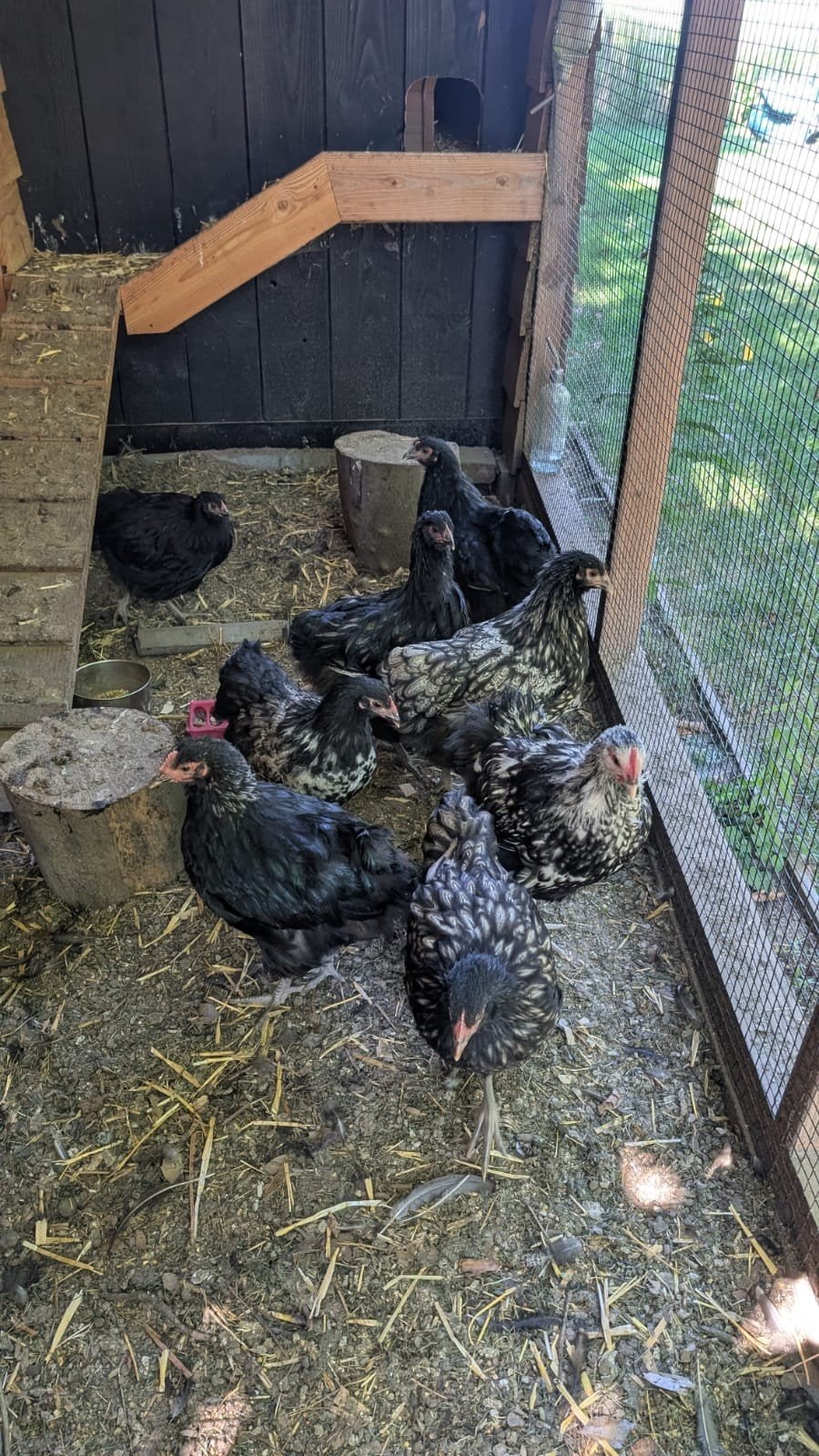 Orpington hen