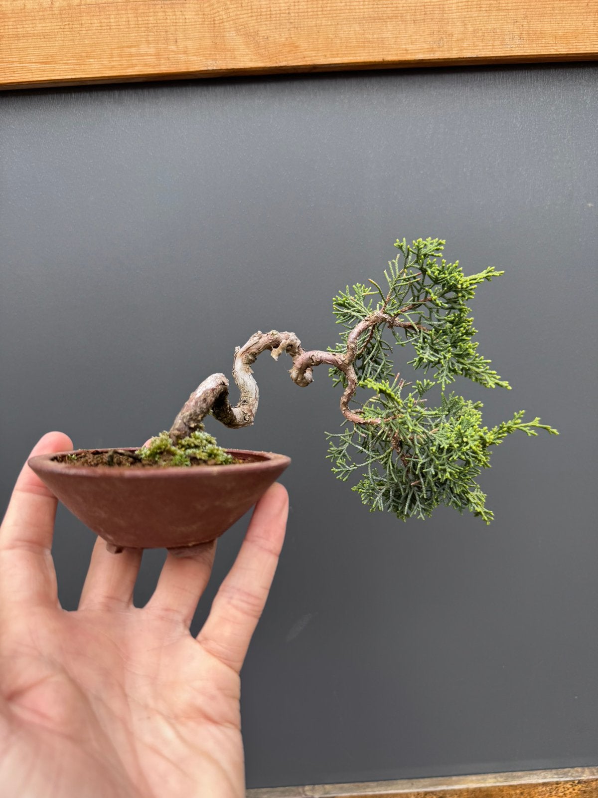 Bonsaï Juniperus Mame - Genévrier, Jardin & Terrasse, Enlèvement ou Envoi, En pot, Moins de 100 cm, Plein soleil