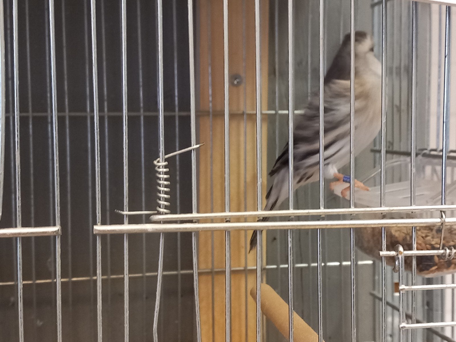 Barmsijs x kanarie, Dieren en Toebehoren