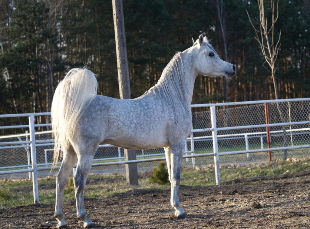 10-15 stallen gezocht, Dieren en Toebehoren, Weidegang, 4 paarden of pony's of meer
