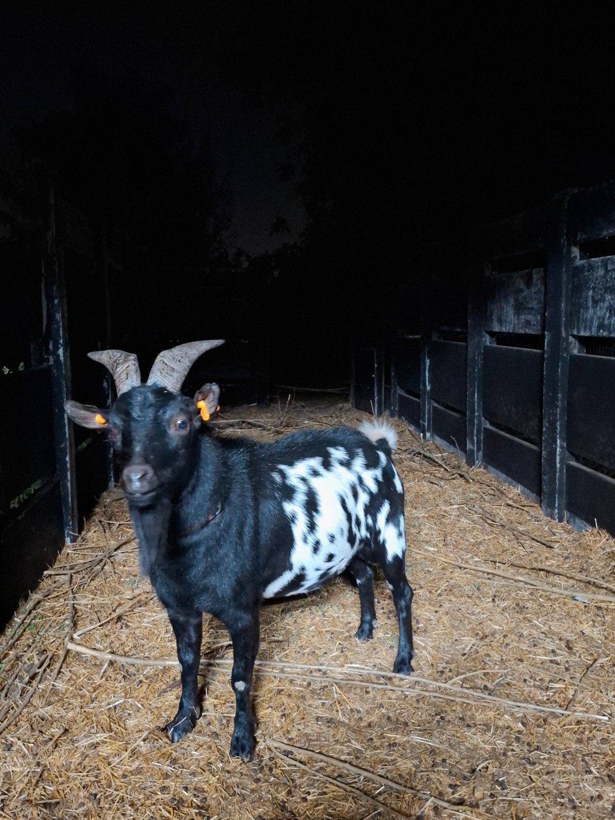mooie dekbok, Dieren en Toebehoren, Schapen, Geiten en Varkens