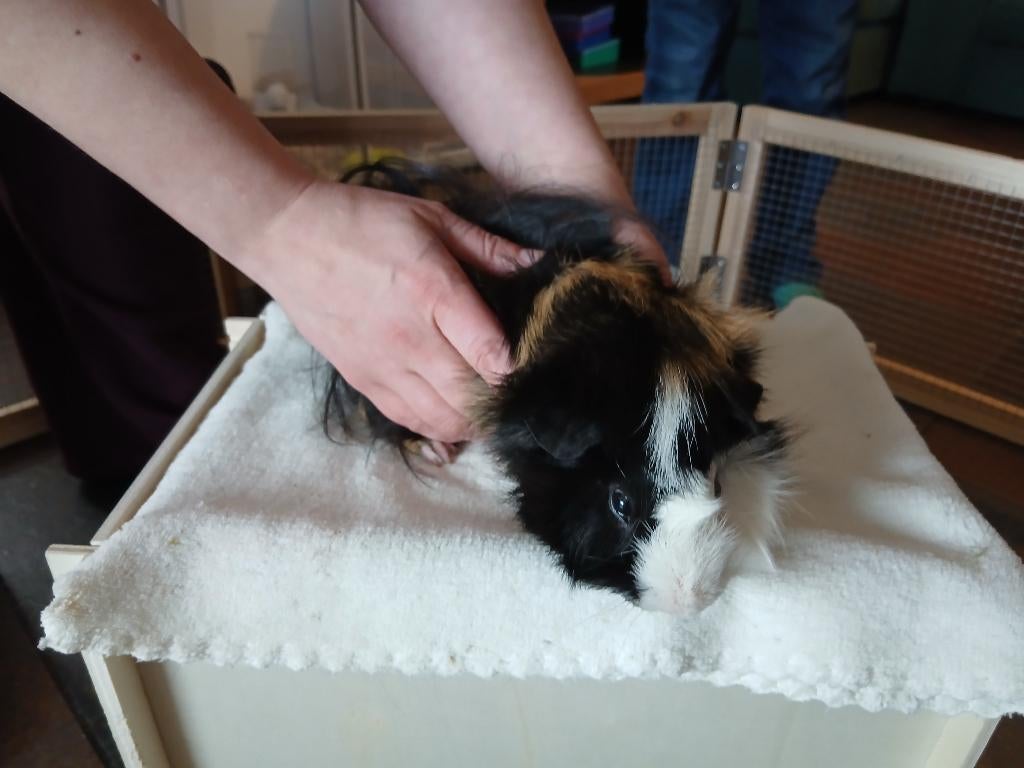 Cavia mannetje, Dieren en Toebehoren, Cavia, Mannelijk, Tam, Oktober
