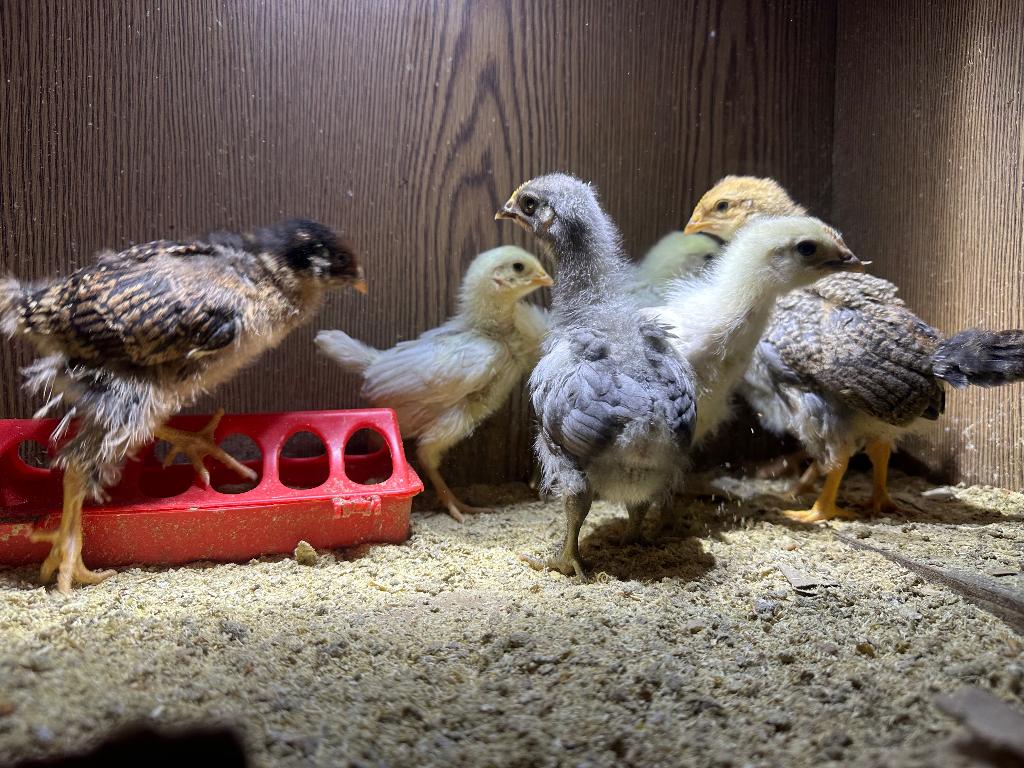 Poulet Chicks, Sexe inconnu, Poule ou poulet