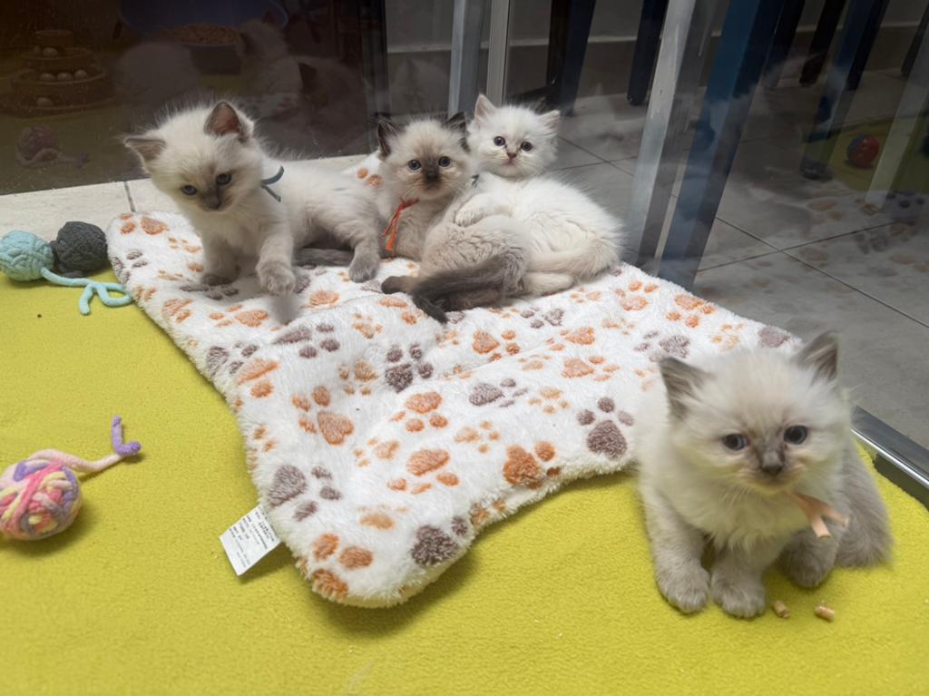 Ragdoll kittens, Dieren en Toebehoren, Meerdere dieren, Met stamboom, 0 tot 2 jaar