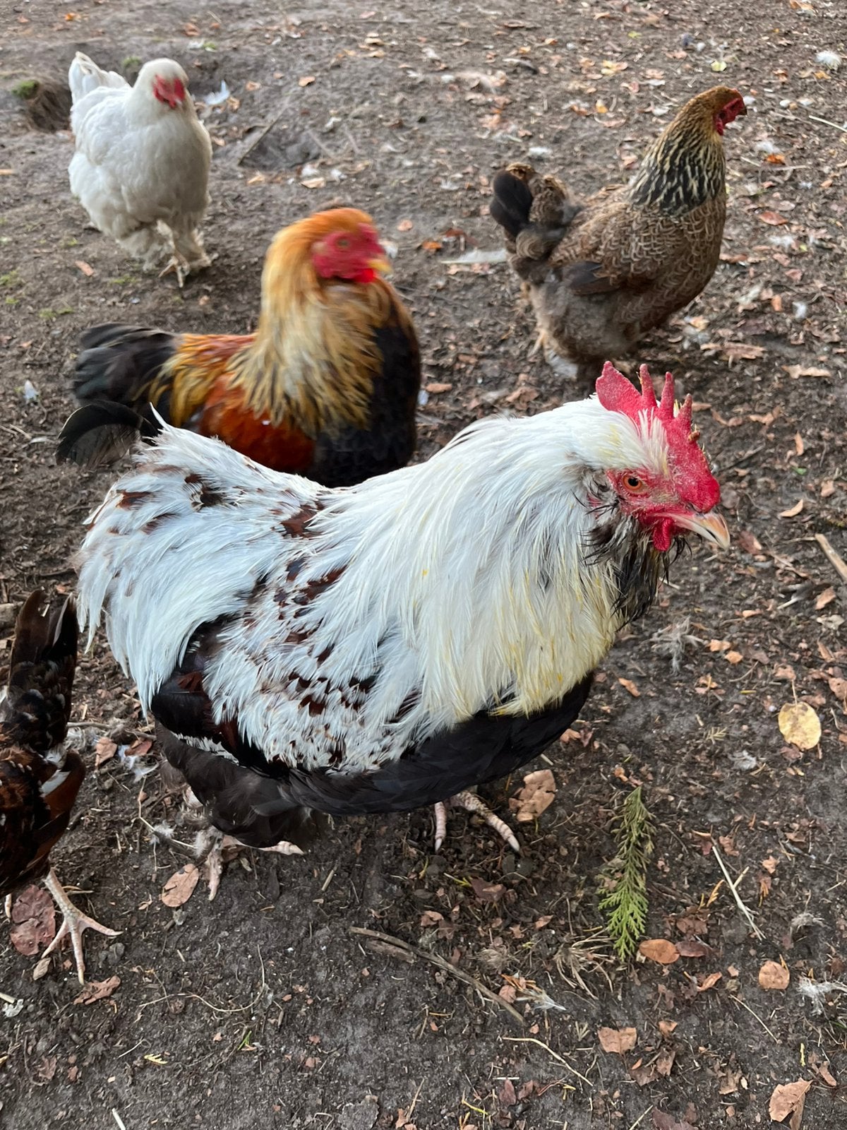 Hanen duitse Faverolles, Animaux & Accessoires