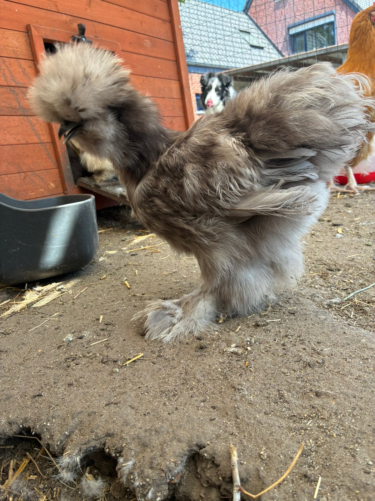 USA zijdehoen hen, Dieren en Toebehoren, Pluimvee, Vrouwelijk, Kip