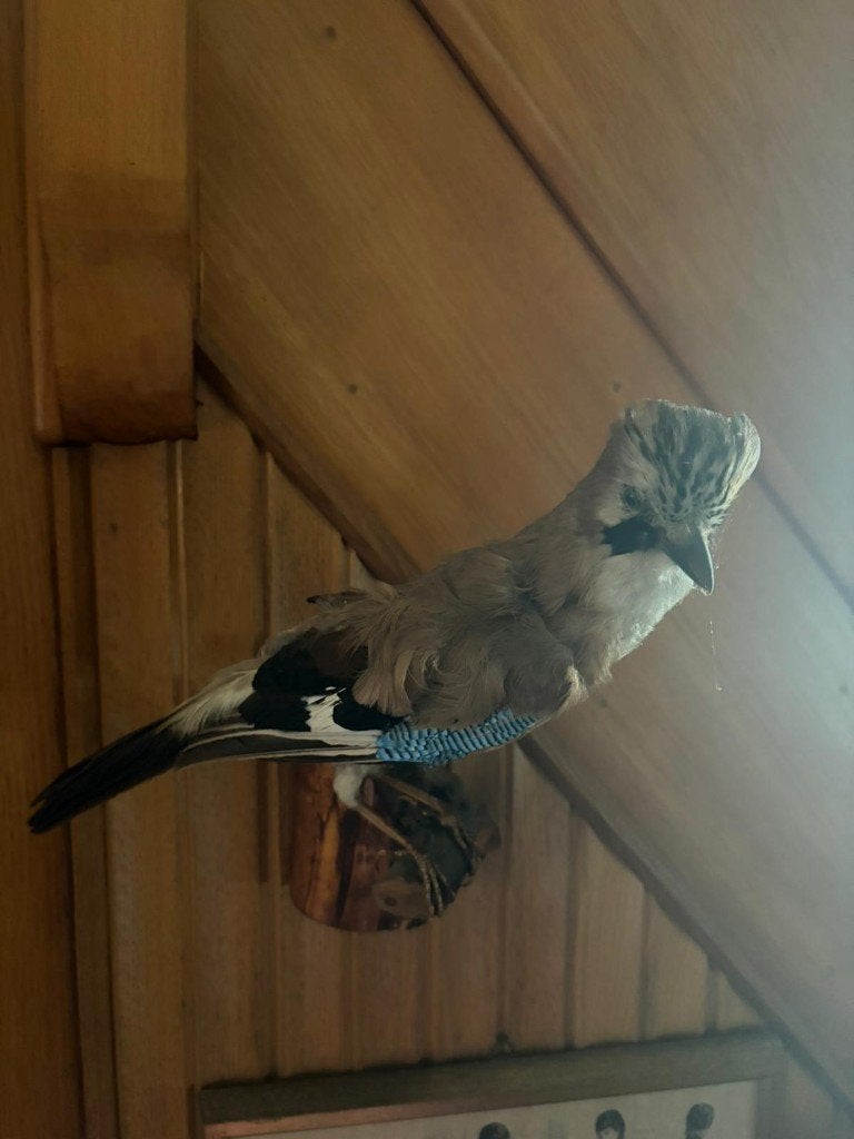 Zeer mooie opgezette vogel Vlaamse gaai, Verzamelen, Ophalen, Zo goed als nieuw, Vogel, Opgezet dier
