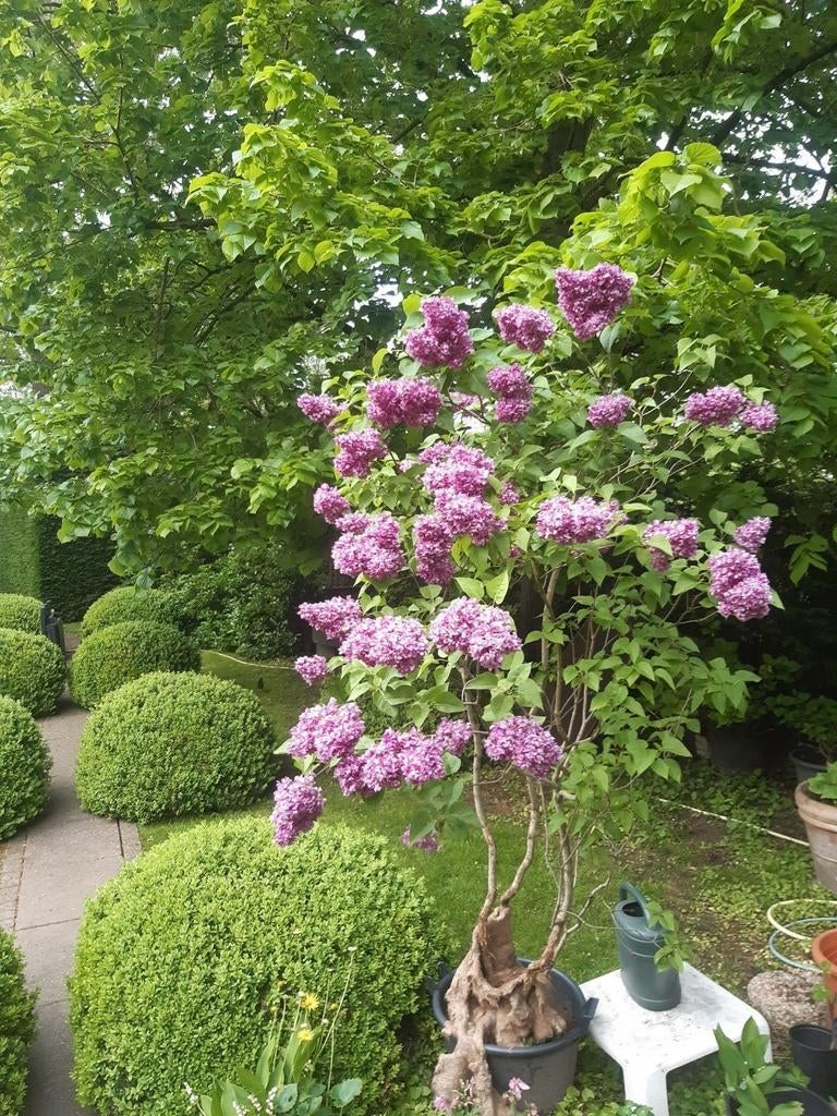 Sering 'jasmine' in pot 2m hoog, Tuin en Terras, Ophalen, Lente, Vaste plant